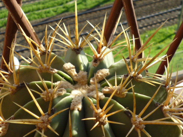 Ferocactus histrix 