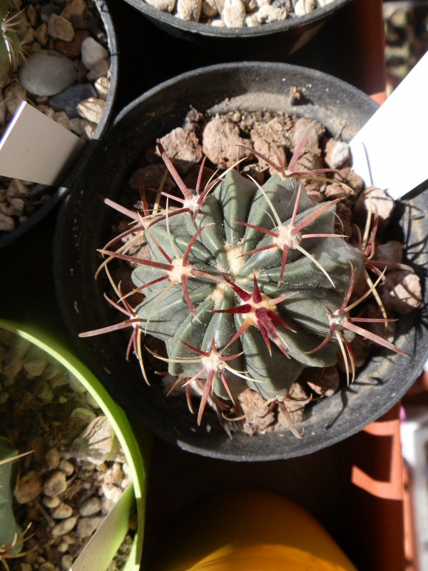 Ferocactus latispinus 