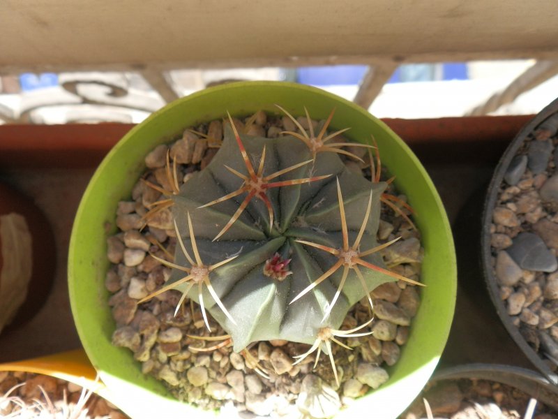 Ferocactus macrodiscus 