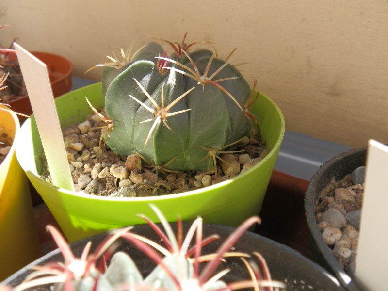 Ferocactus macrodiscus 