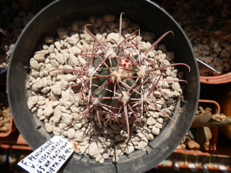 Ferocactus peninsulae ssp. viscainensis FRS20