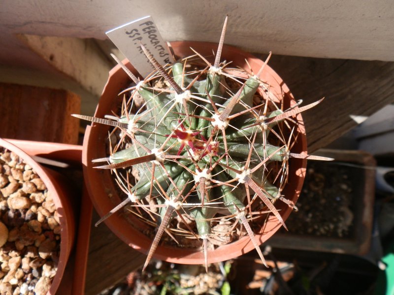 Ferocactus wislizeni ssp. herrerae 