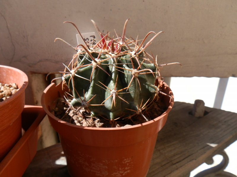 Ferocactus wislizeni ssp. herrerae 