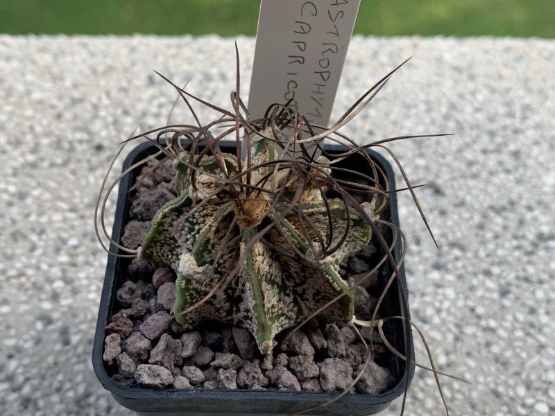 Astrophytum capricorne 