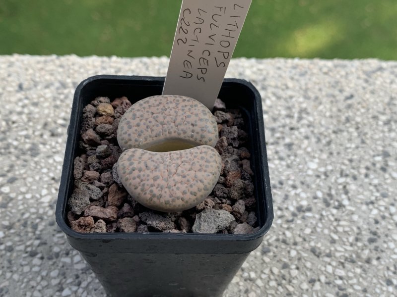 lithops fulviceps v. lactinea