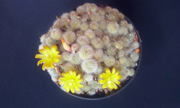 Rebutia fabrisii v. aureiflora 