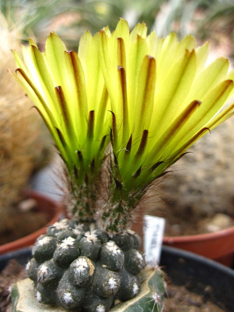 Eriosyce napina ssp. fankhauseri 