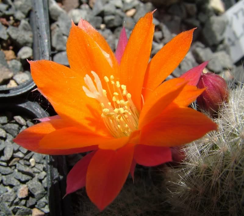 Rebutia hoffmannii 