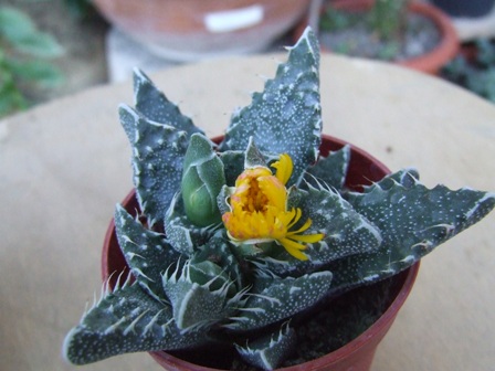 Faucaria ? 