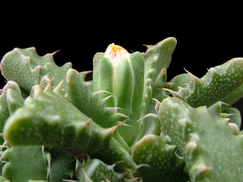 Faucaria tigrina 