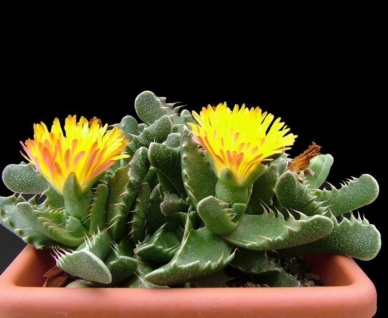 Faucaria tigrina 