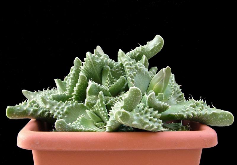 Faucaria tuberculosa 