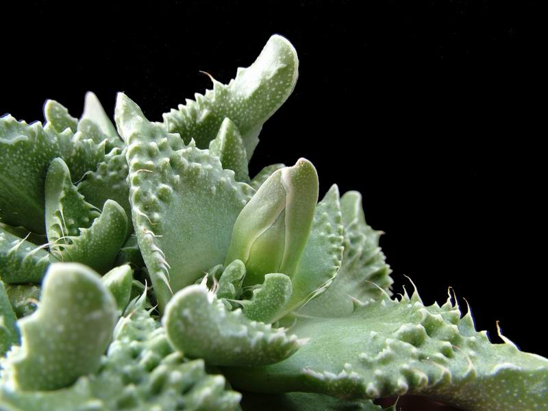 Faucaria tuberculosa 