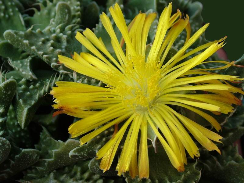 Faucaria tuberculosa 