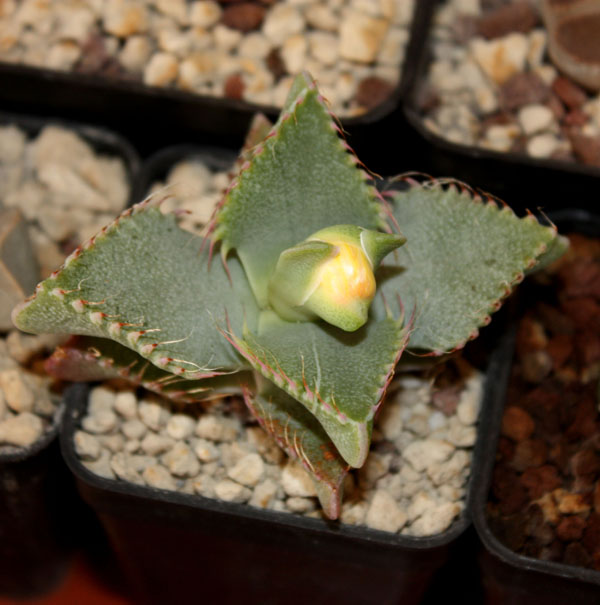 Faucaria tigrina 