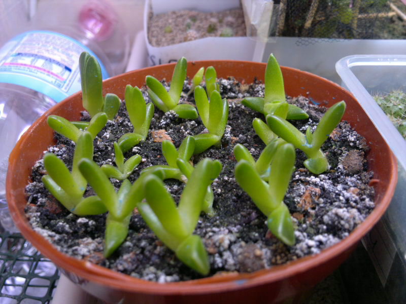 Faucaria tuberculosa 