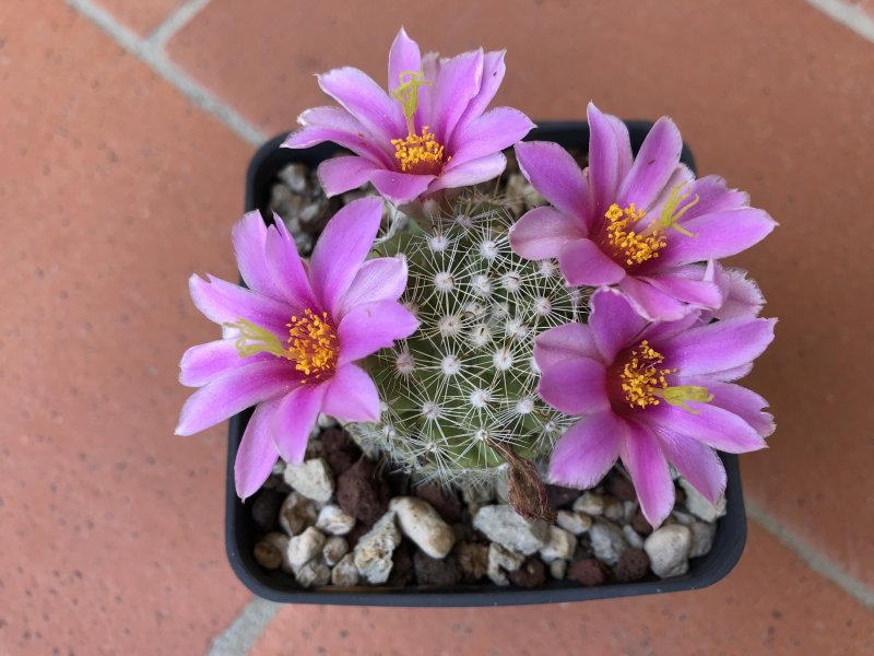 Mammillaria insularis 