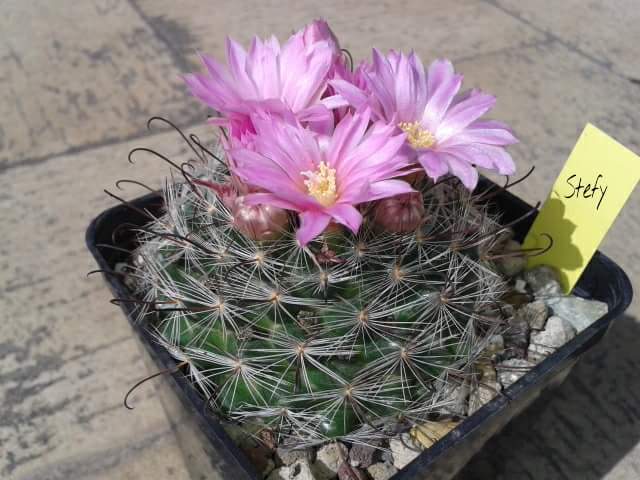 Mammillaria longiflora ssp. stampferi 