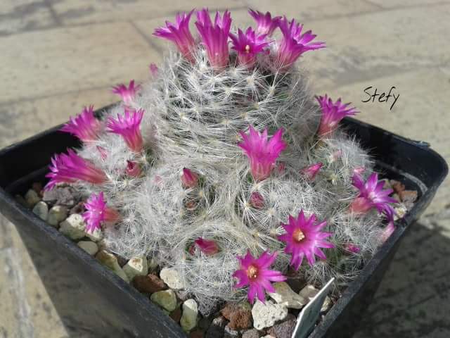 Mammillaria laui ssp. dasyacantha 