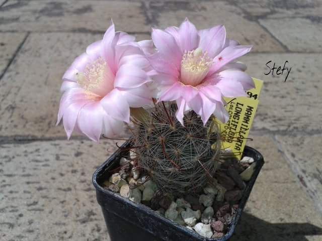 Mammillaria longiflora 