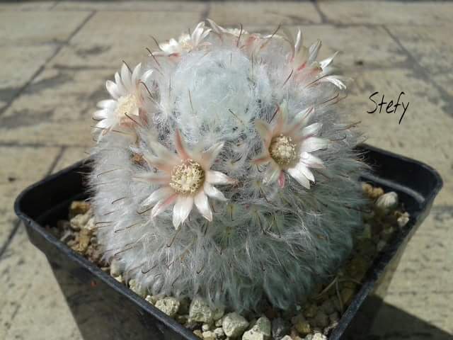 Mammillaria bocasana v. multilanata 