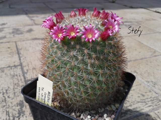 Mammillaria rekoi 