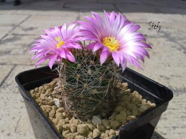 Mammillaria wrightii 