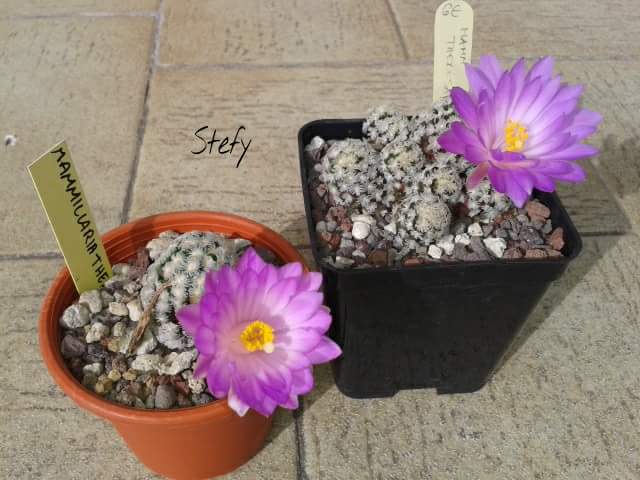 Mammillaria theresae 