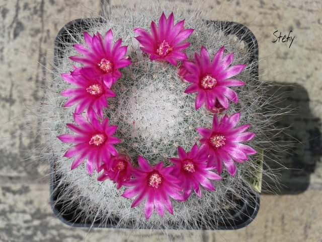 Mammillaria hahniana 