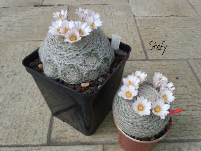 Mammillaria lenta 