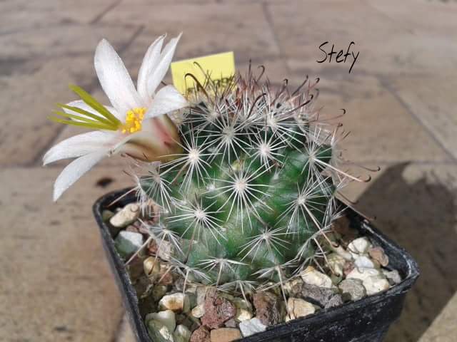 Mammillaria hutchisoniana SB 1899