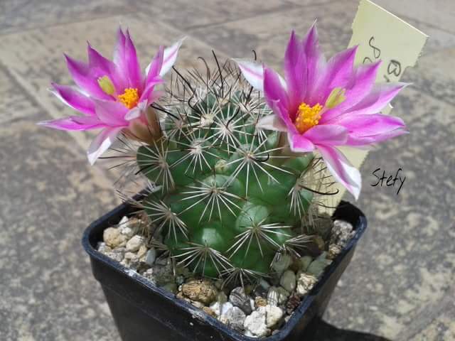 Mammillaria schumannii 