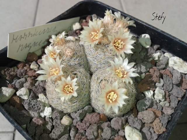 Mammillaria magallanii 