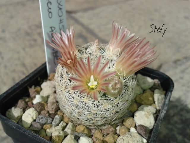 Mammillaria wohlschlageri 