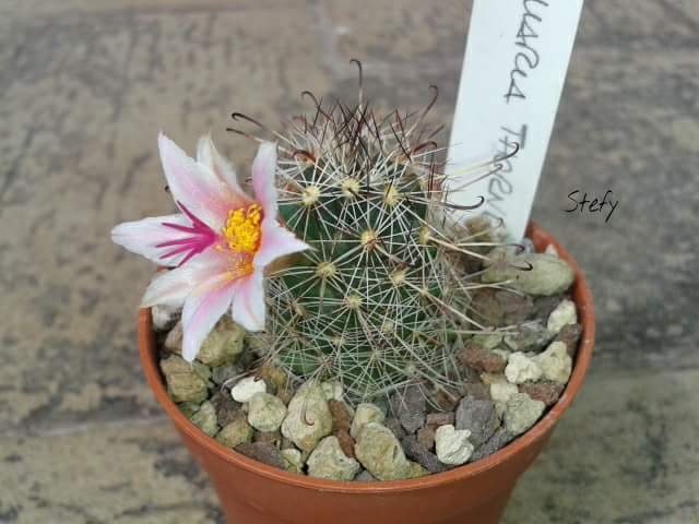 Mammillaria thornberi 