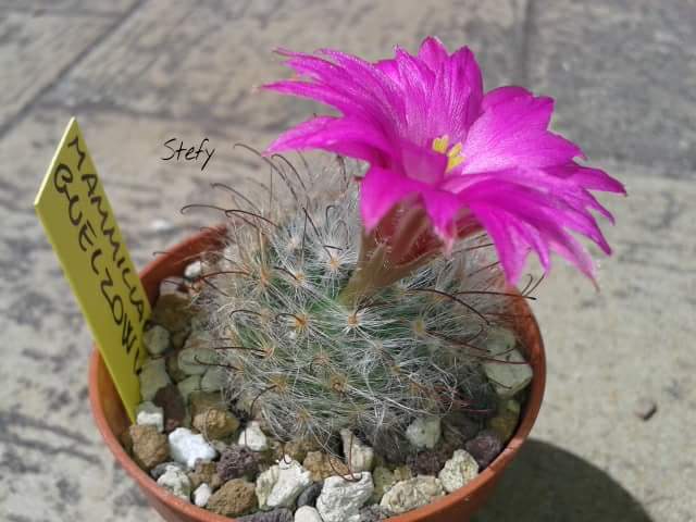 Mammillaria guelzowiana 