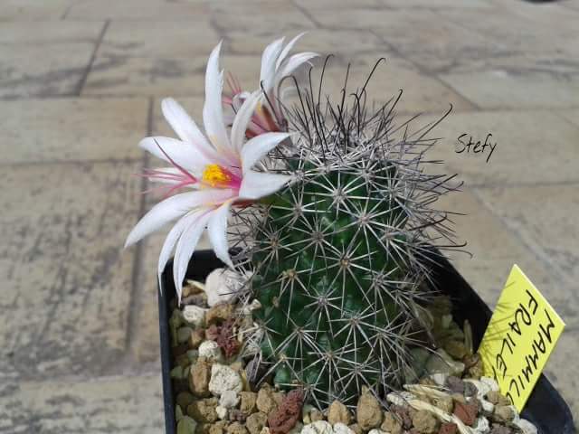 Mammillaria fraileana 