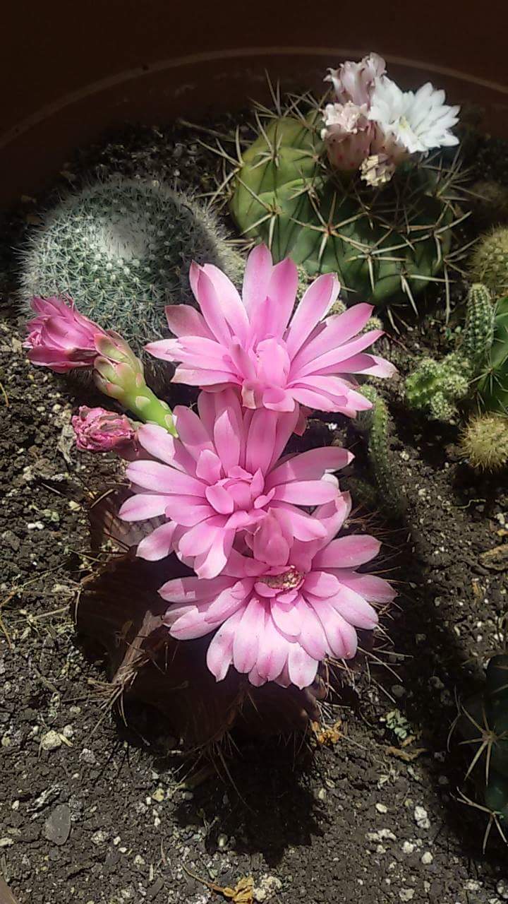 gymnocalycium stenopleurum  