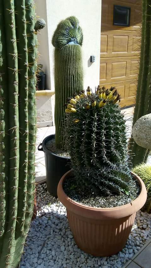 Ferocactus wislizeni ssp. herrerae 