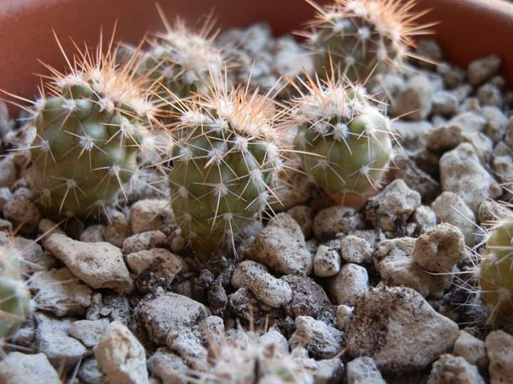 Ferocactus fordii 