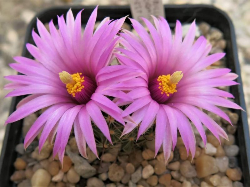 Mammillaria wrightii 