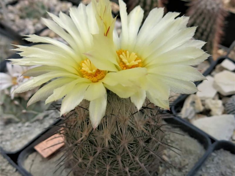 Coryphantha werdermannii ssp. unguispina 