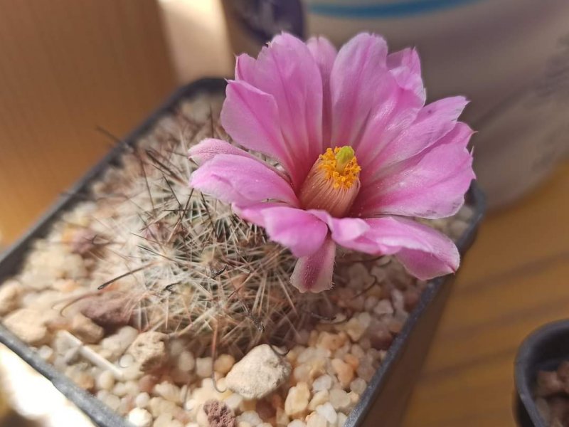 Mammillaria tetrancistra 