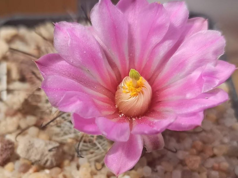 Mammillaria tetrancistra 