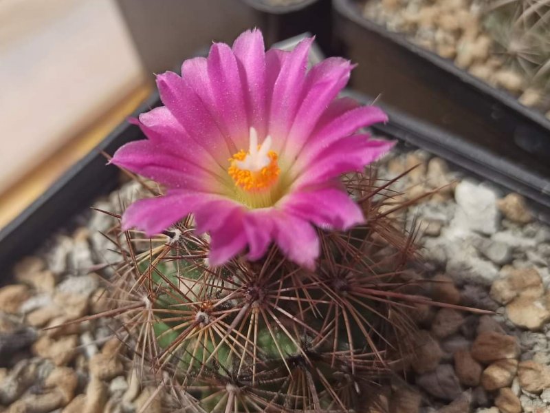 Coryphantha pseudoechinus 