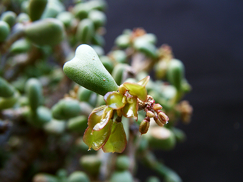 Ceraria pygmaea 