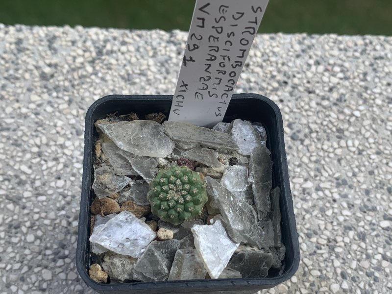 Strombocactus disciformis ssp. esperanzae WM291