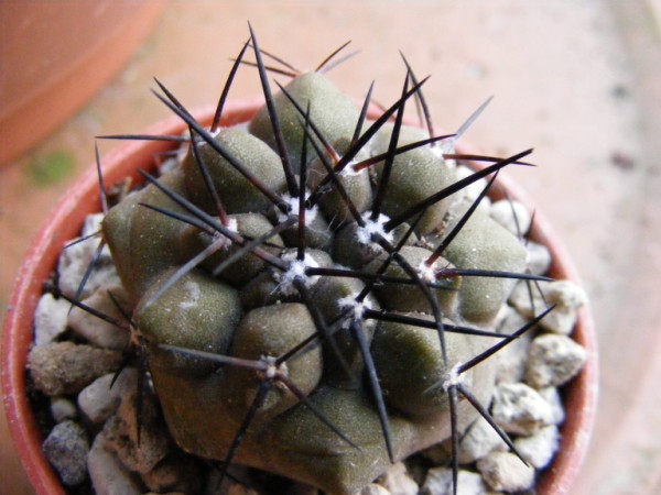 Copiapoa cinerea 