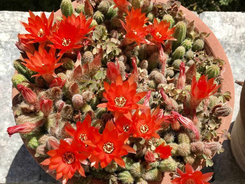 Chamaecereus silvestrii 