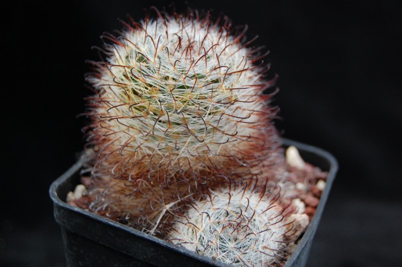 Mammillaria felipensis REP 636